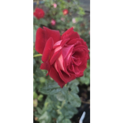 Róża szczepiona NA PNIU BLOOD RED